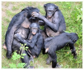 love-monkey-bonobo-8