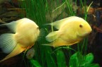 fish-908862_960_720